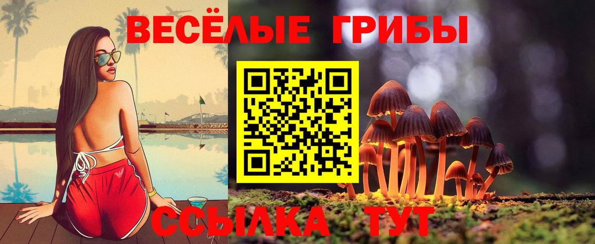 Галлюциногенные грибы Psilocybe Карасук